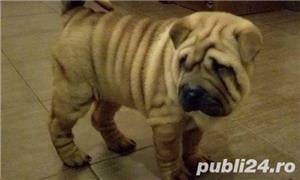 De vanzare shar-pei - imagine 1