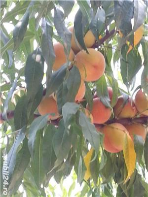 TAIERI Stropiri si tratamente la pomi - imagine 5