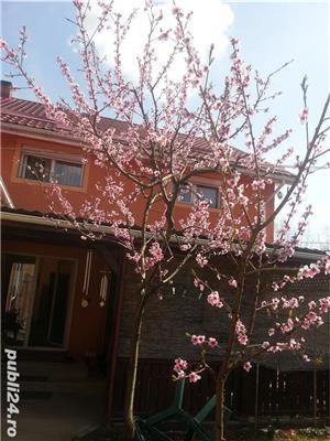 TAIERI Stropiri si tratamente la pomi - imagine 8