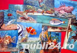 Carti postale, Acvariul din Monaco - imagine 8