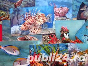 Carti postale, Acvariul din Monaco - imagine 2