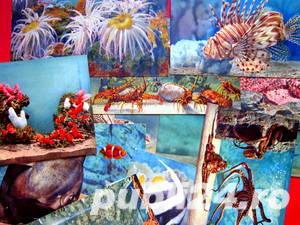 Carti postale, Acvariul din Monaco - imagine 10