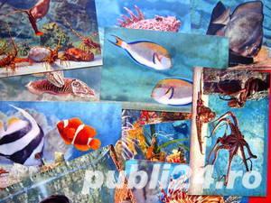 Carti postale, Acvariul din Monaco - imagine 6