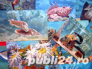 Carti postale, Acvariul din Monaco - imagine 4