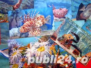 Carti postale, Acvariul din Monaco - imagine 3