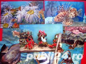 Carti postale, Acvariul din Monaco - imagine 9