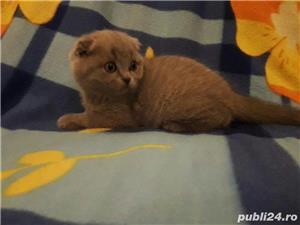 vand fetita scottish fold lila asiguram transport