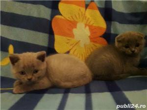 vand fetita scottish fold lila asiguram transport - imagine 2