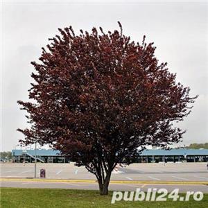 Prunus Cerasifera Nigra