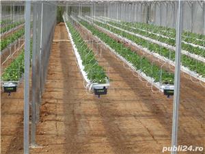 Retehnologizare sere floricultura - imagine 3
