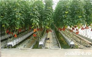 Sere pentru cultura legumelor