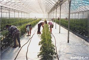 Sere pentru legume - imagine 2