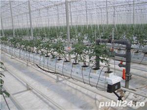 Retehnologizare sere floricultura - imagine 4