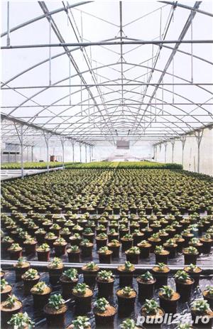 Retehnologizare sere floricultura