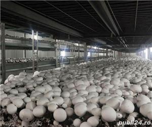 Miceliu Pleurotus, Champignon  - imagine 2