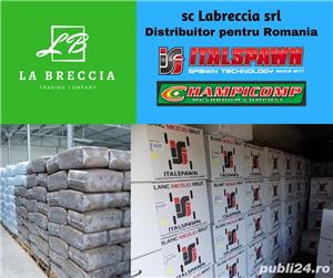 Miceliu Pleurotus, Champignon  - imagine 3