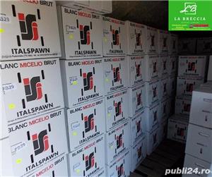 Miceliu Pleurotus, Champignon  - imagine 4