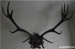 Trofeu vanatoare cerb din anii 1930