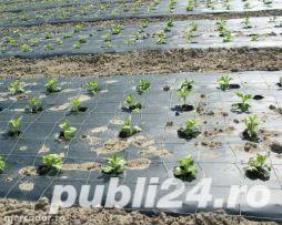 Folie mulcire 15(30) microni la metru