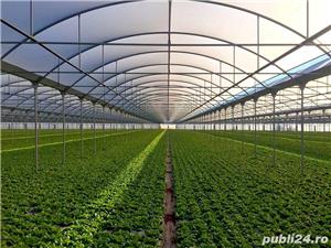 Sere folie MultiMed - imagine 2