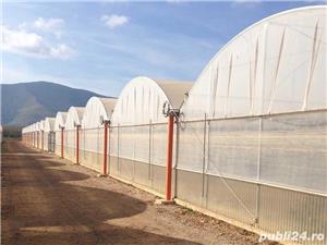 Sere folie MultiMed - imagine 4