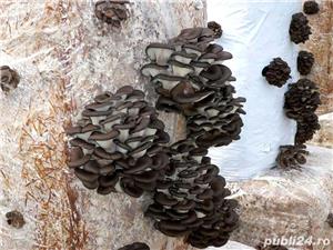 Sere Ciupercarii - imagine 4