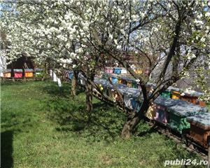 Vand miere albine direct din stupina, jud. Arad - imagine 3