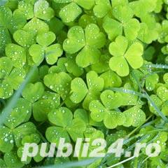 Vand samanta de trifoi