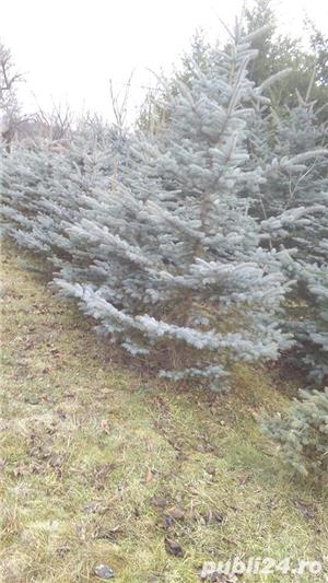 vand pomi  ornamentali cu radacina  sau pomi de craciun - imagine 2