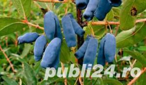 Merisor, Aronia si Lonicera.