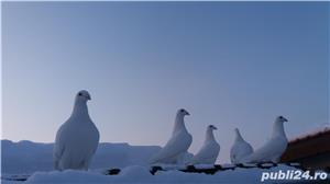 Vand porumbei voiajori albi - femele, masculi, pereche sau pui - imagine 4