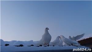 Vand porumbei voiajori albi - femele, masculi, pereche sau pui - imagine 3