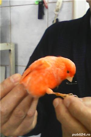 Vand canari culoare, gloster - imagine 2