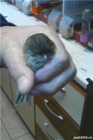 Vand canari culoare, gloster - imagine 4