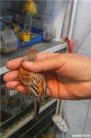 Vand canari culoare, gloster - imagine 3