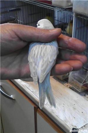 Vand canari culoare, gloster - imagine 5