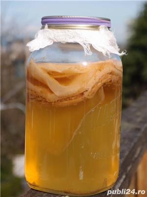 Ciuperca Kombucha