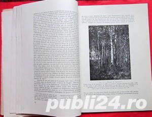 Padurea de fagi, Radu Bogdan, 1959 - imagine 3