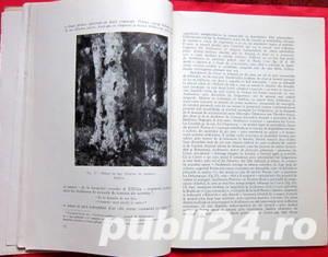 Padurea de fagi, Radu Bogdan, 1959 - imagine 5