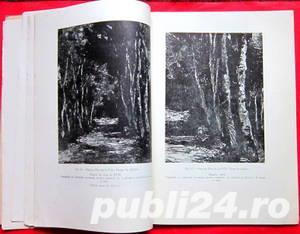 Padurea de fagi, Radu Bogdan, 1959 - imagine 4