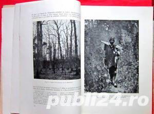 Padurea de fagi, Radu Bogdan, 1959 - imagine 2