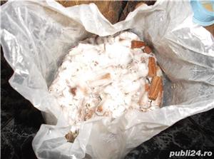 dibluri insamantate cu miceliu de ciuperci