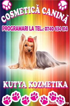 Salon cosmetica canina Satu Mare Closca - Kutya Kozmetika - imagine 1