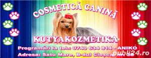 Salon cosmetica canina Satu Mare Closca - Kutya Kozmetika - imagine 2