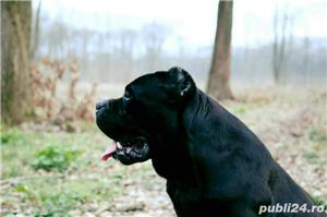 Dresaj canin la domiciliu - imagine 5