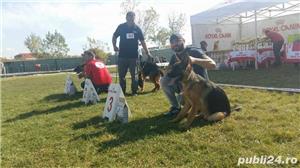 Dresaj canin la domiciliu - imagine 4