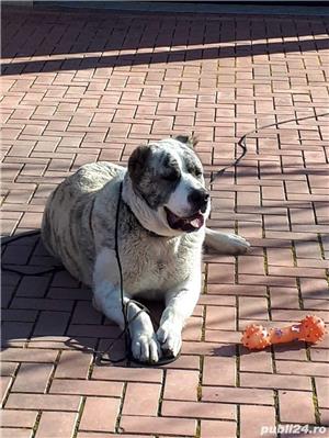 Dresaj canin la domiciliu - imagine 3