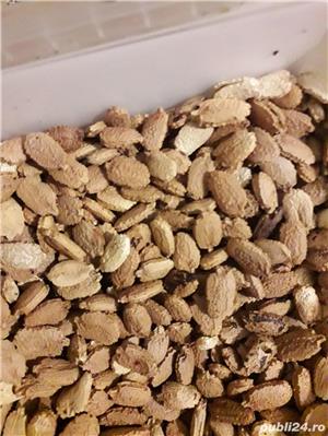 Castraveti amari mamordica - imagine 2