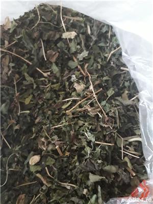 Castraveti amari mamordica - imagine 10