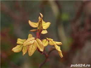 Carl Zeiss Aus Jena Pancolar 50mm F2 montura M42 star wars - imagine 2